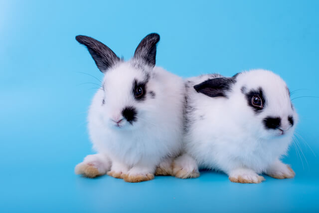小動物のペット保険おすすめランキングを徹底解説!加入の必要性とはのサムネイル画像